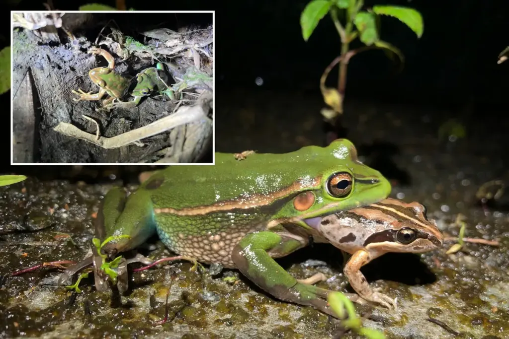 Vrouwelijke kikkers kunnen mannetjes opeten na hun lokroep: nieuwste inzichten in seksueel kannibalisme