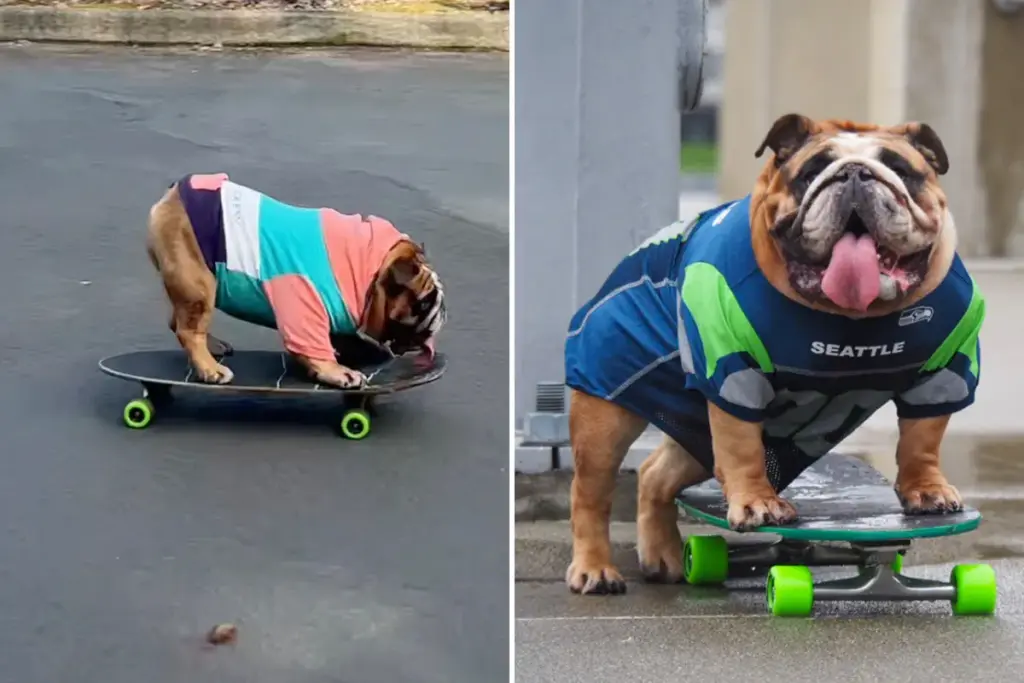 Maak kennis met Chowder: de bulldog die viral gaat met zijn skateboardtrucs
