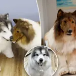 Toco de menselijke collie vindt een hondenmaatje: een Alaskaanse Malamute