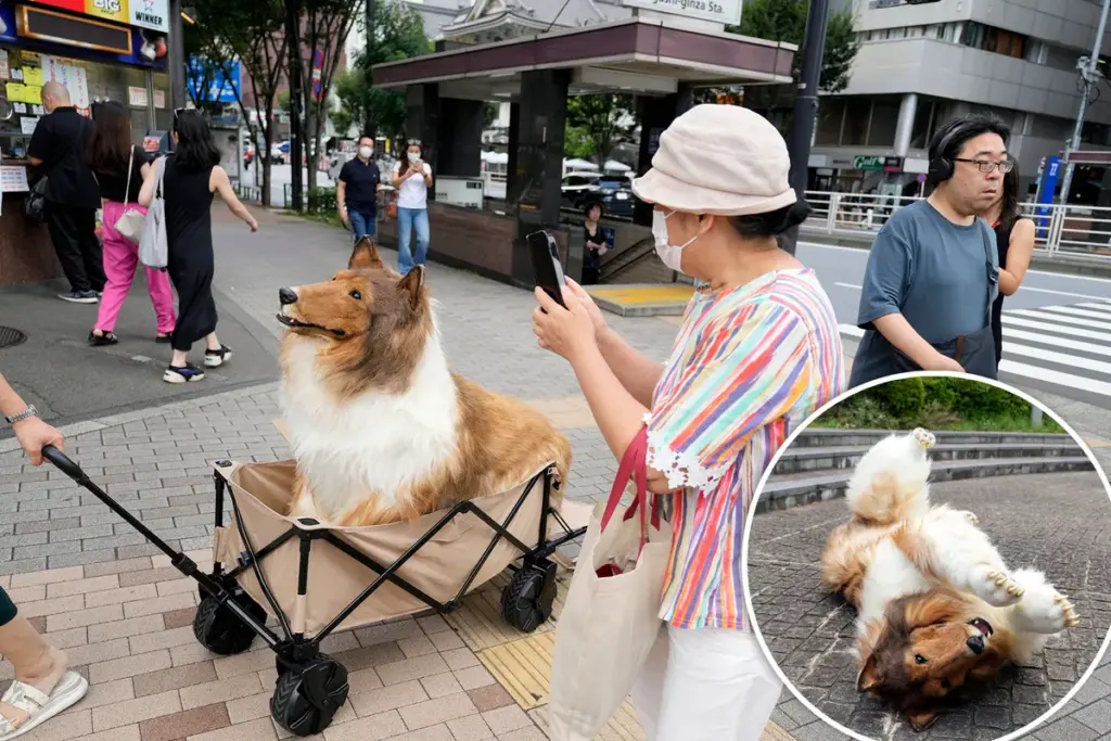 Ontmoet Toco: de mens die als collie fans begroet en op straat een buikmassage krijgt