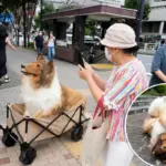Ontmoet Toco: de mens die als collie fans begroet en op straat een buikmassage krijgt