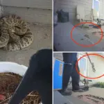 FedEx-bezorger uit Nebraska redt vrouw van ratelslang op veranda