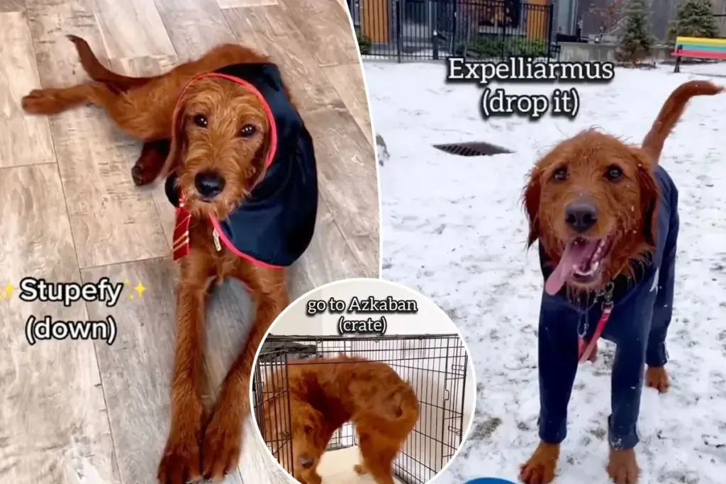 Ik leerde mijn labradoodle 15 Harry Potter-spreuken als commando’s