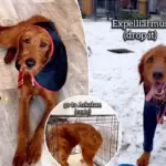 Ik leerde mijn labradoodle 15 Harry Potter-spreuken als commando’s