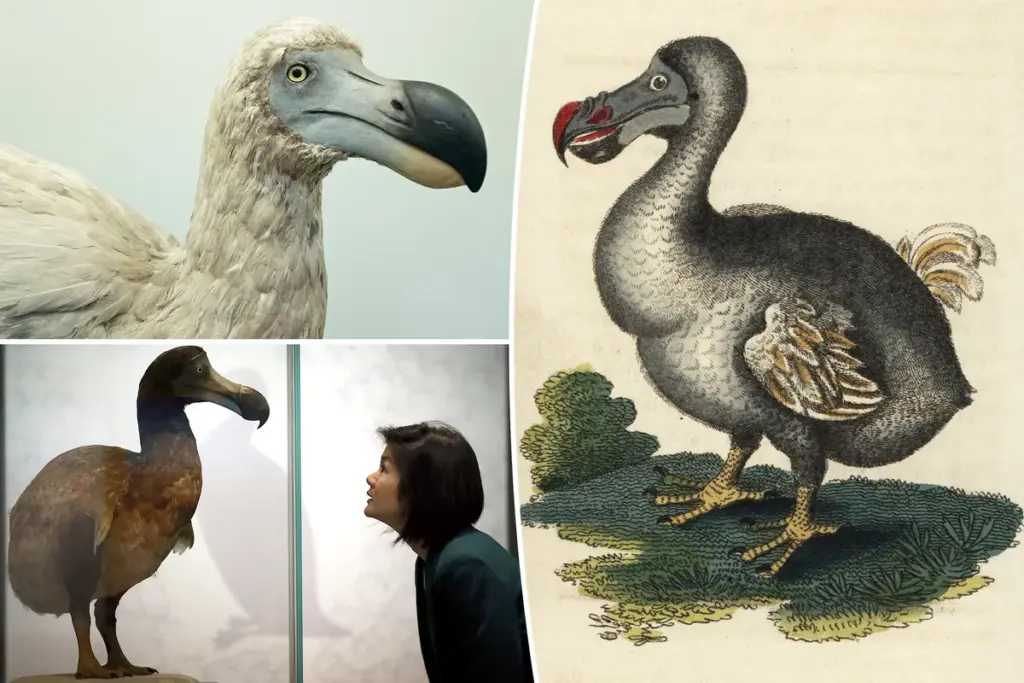 Het domme imago van de dodo herschreven: ‘Uitzonderlijk krachtig’, volgens nieuw onderzoek