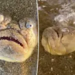 Angstaanjagende vis met starende blik zorgt voor opschudding: Nieuwe angst ontdekt aan het strand