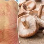 Man krijgt zeldzame ‘shiitake-uitslag’ door onvoldoende verhitte paddestoelen