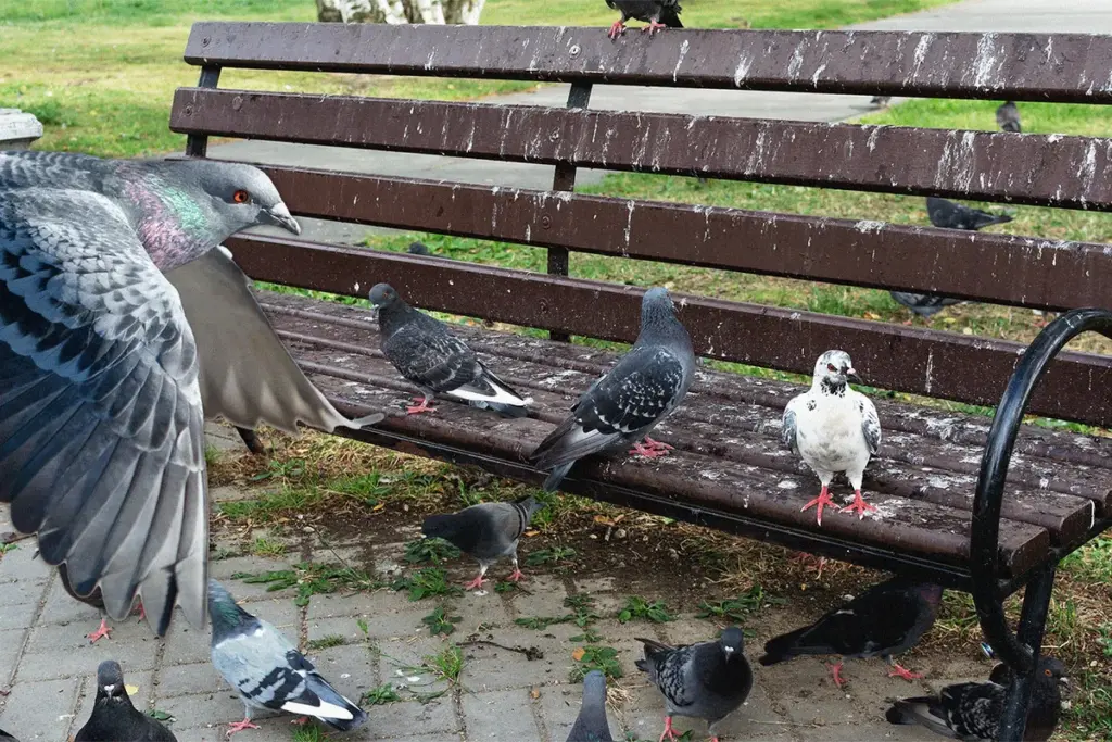 Poepende duiven en meeuwen nemen onze stad over: zo pak je het aan!