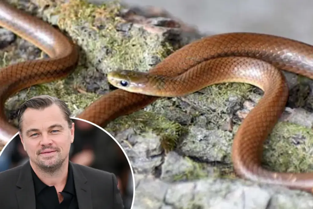 Nieuwe slangensoort in de Himalaya vernoemd naar Leonardo DiCaprio