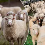 Kudde van 44 schapen na twee dagen weer veilig gevonden in Ontario