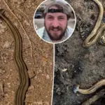 Let op: giftige hamerhoofd-wormen duiken op in Nederland — zo beschermt u jezelf en uw tuin
