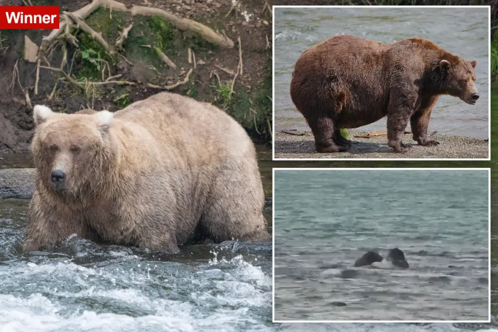 Fat Bear Week uitgesteld na gevecht tussen rivaliserende beren — wat veroorzaakte het?