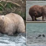 Fat Bear Week uitgesteld na gevecht tussen rivaliserende beren — wat veroorzaakte het?