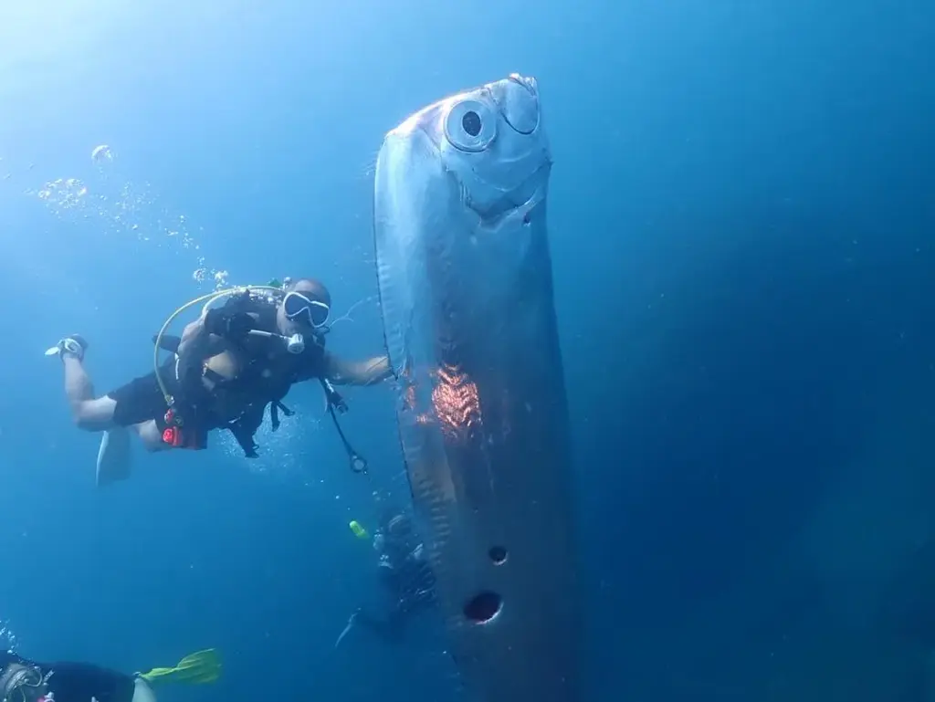 Duikers ontmoeten reusachtige ‘doomsday-vis’ vol haaienbeten bij Taiwan