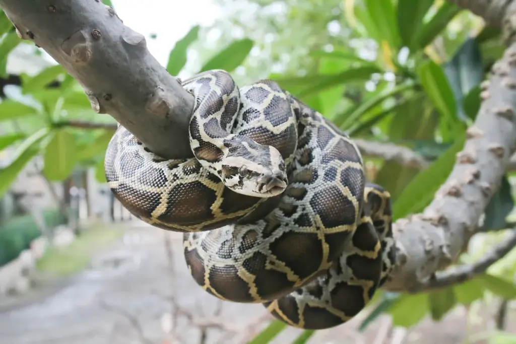 16-meter python kruipt over dak van huis en verbaast hele buurt