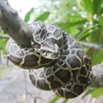 16-meter python kruipt over dak van huis en verbaast hele buurt