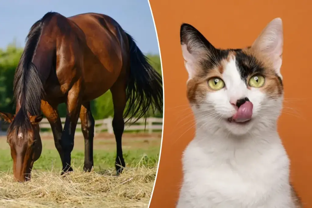 Waar populaire uitdrukkingen zoals ‘kat in je keel’ vandaan komen