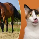 Waar populaire uitdrukkingen zoals ‘kat in je keel’ vandaan komen