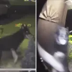 Vermiste hond belt aan op kerstavond: familie herenigd na negen dagen