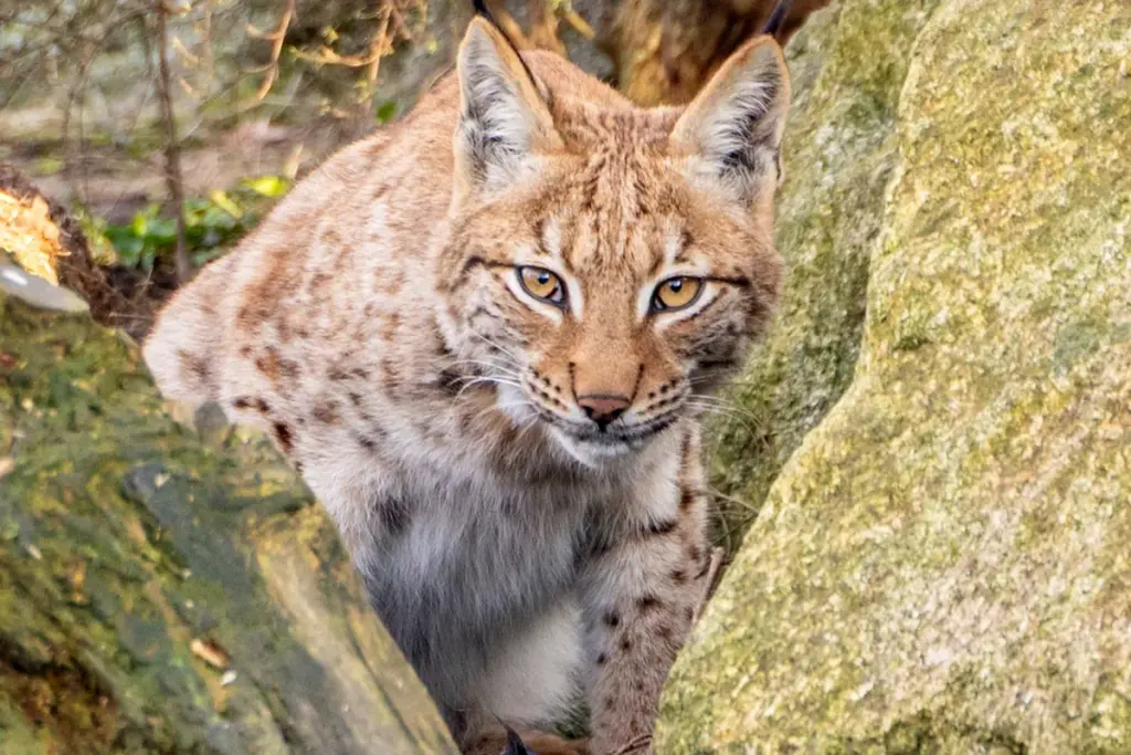 Brits geboren lynx krijgt unieke kans: uitzetting in het wild na verblijf in Cornish dierentuin
