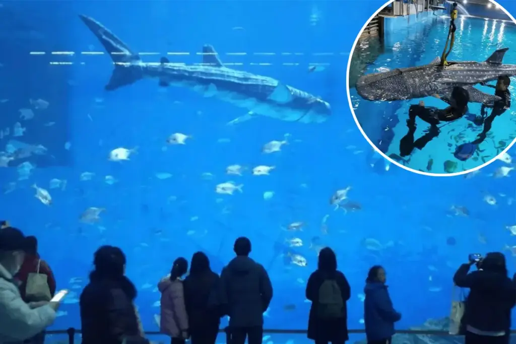 Walvishaai in Chinese aquarium blijkt robot en zorgt voor ophef