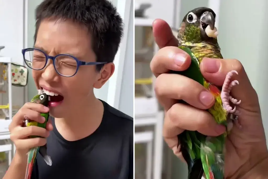 Bizar moment: jongen trekt zijn tand eruit met papegaai