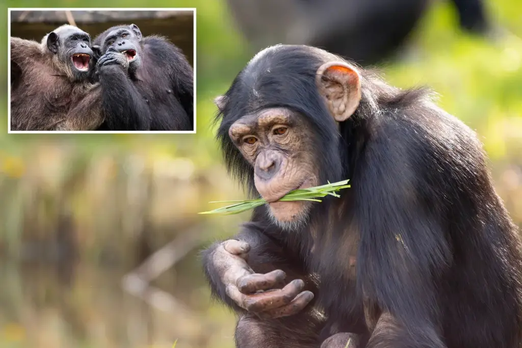 Chimpansees doen aan gewaagd trendsetgedrag