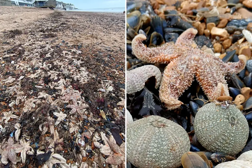 Duizenden dode zeesterren spoelen aan op Brits strand en veroorzaken gezondheidszorgen