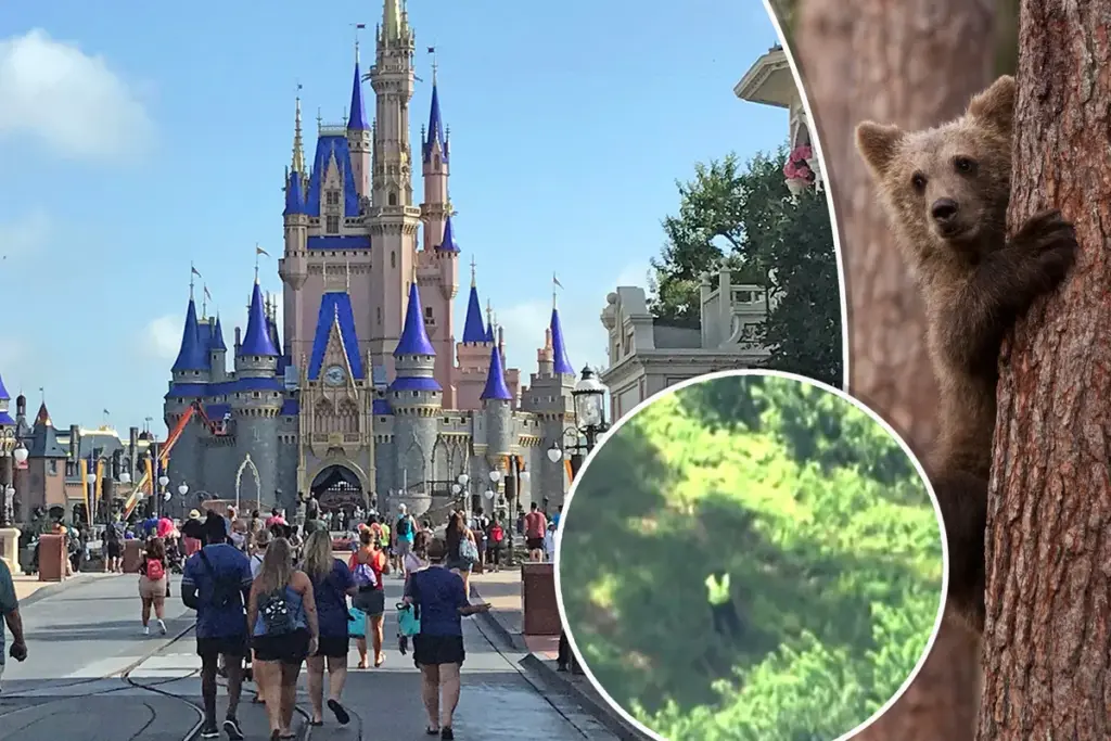 Berenbezoek legt Disney World deels plat — wat gebeurde er precies?