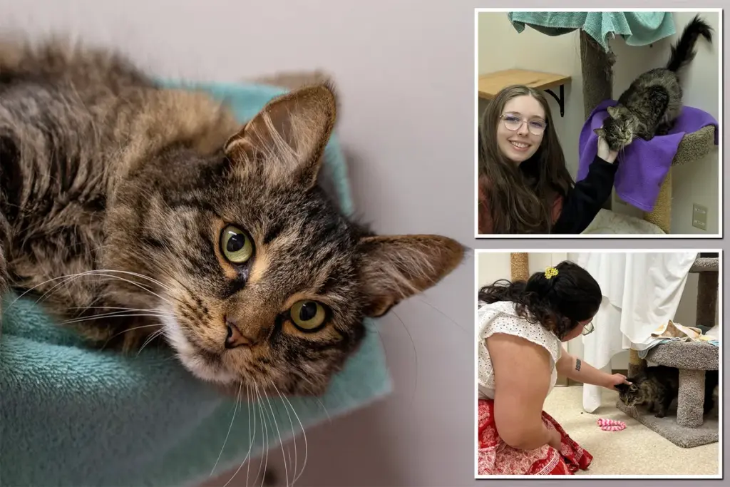 Verdwaalde Texaanse kat Shoto keert na 3.200 kilometer terug naar huis: een avontuur vol mysteries