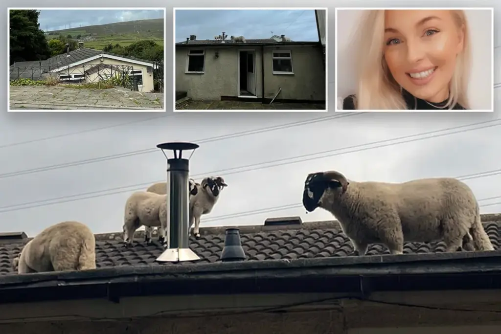 Verbaasde huiseigenaar ontdekt kudde schapen op haar dak: “Dat kan nooit een vogel zijn”