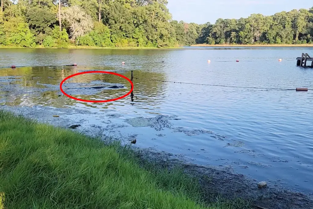 Enorme alligator sluipt op kinderen af in meer bij Texas – paniek bij strandgangers