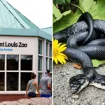 Zeldzame tweehoofdig slang ondergaat succesvolle operatie in Missouri