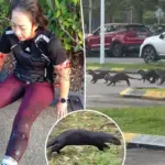 Hardloopster bloedend achtergelaten na aanval door groep otters in Maleisië