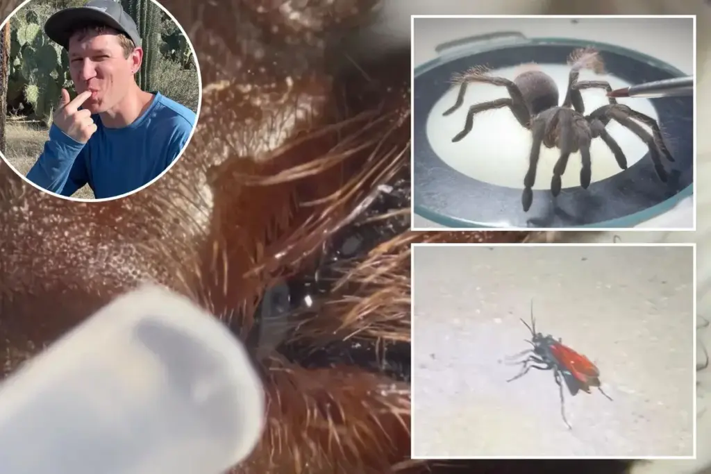Video’s tonen huiveringwekkende kracht van de steek van de spinnenwesp
