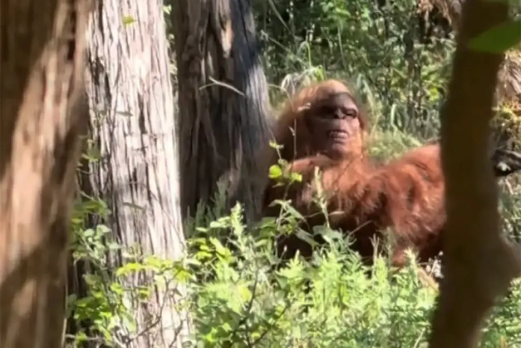 Bigfoot gefilmd in de wilde natuur: Wandelaar deelt angstaanjagend viraal moment