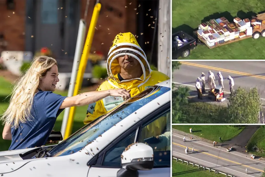 Vijf miljoen bijen vallen van vrachtwagen in Burlington: wat gebeurde er?