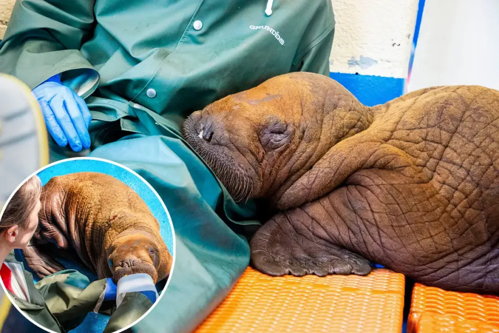 Geredde babywalrus die constante knuffels nodig had overleden