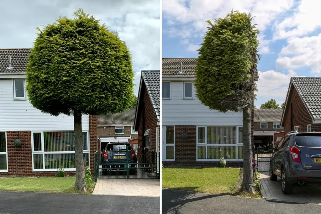 Doormidden gezaagde boom in Waterthorpe wordt onverwachte trekpleister met Google-recensies