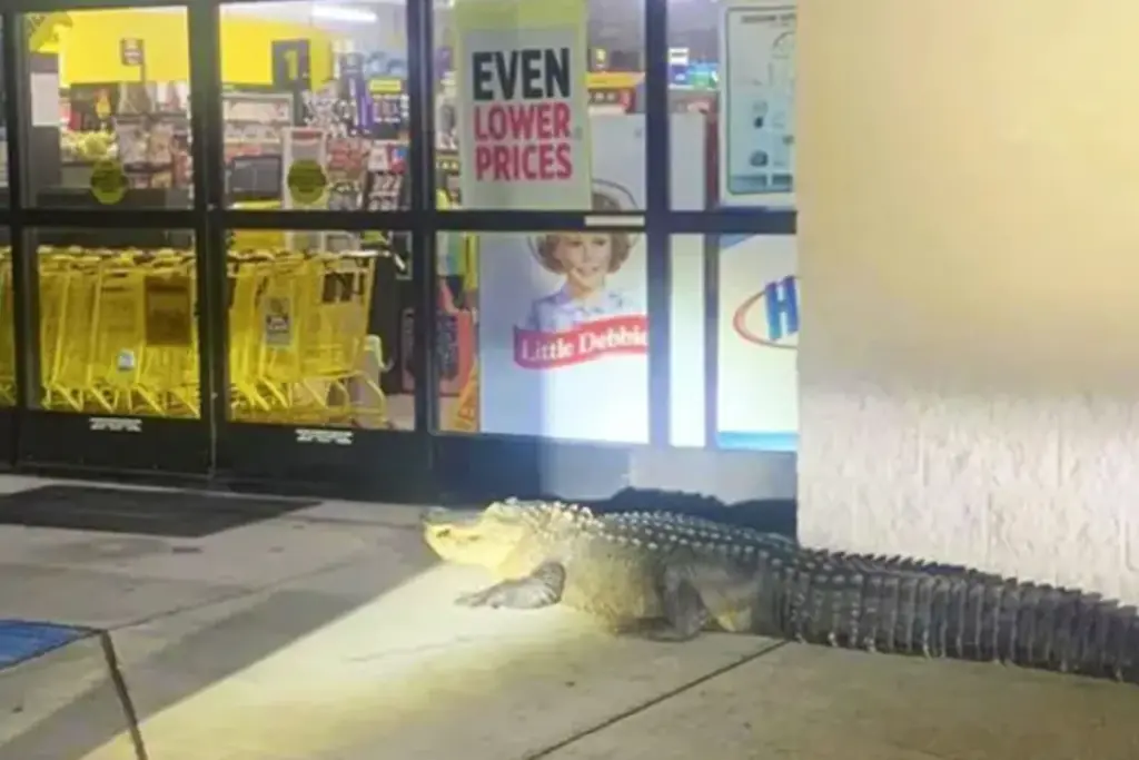 Enorme alligator wacht geduldig voor Dollar General in Louisiana