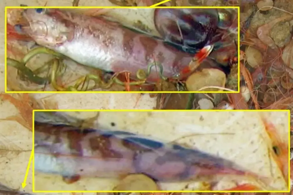 Nieuwe vis met derde oog en scherpe tandjes ontdekt