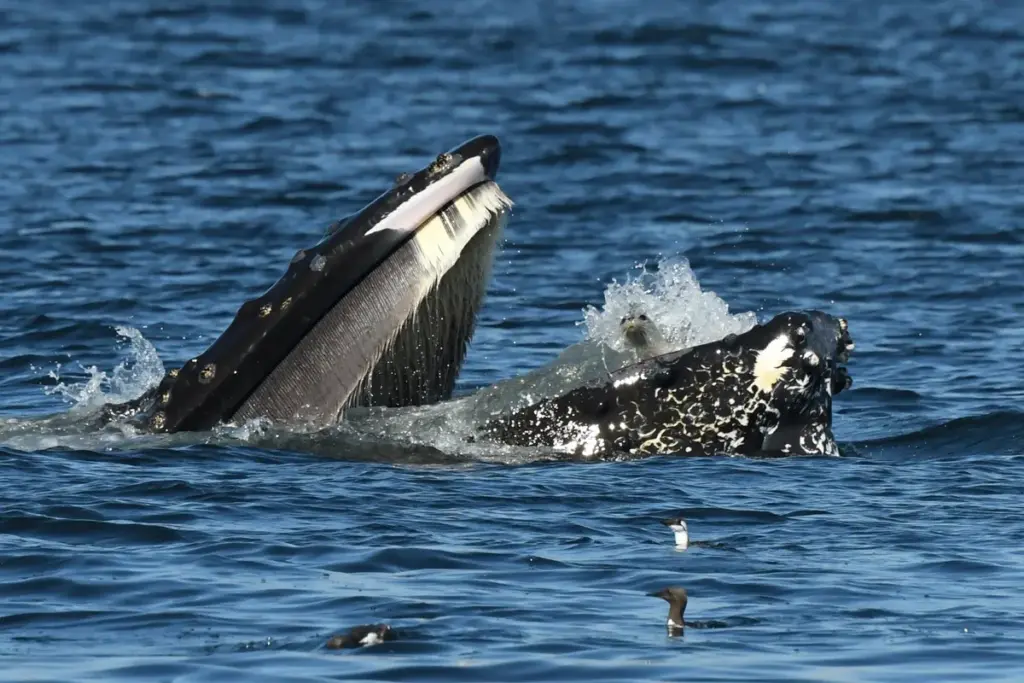 Verbijsterde zeehond belandt in bek van bultrug voor Anacortes: uniek natuurmoment