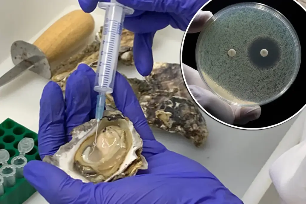 Bloed van oesters mogelijk het antwoord op dreigende gezondheidscrisis