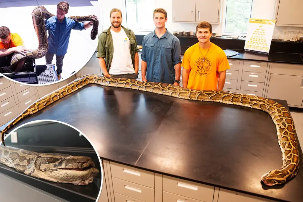 19-voets Birmaanse python: langste ooit gevangen in Florida