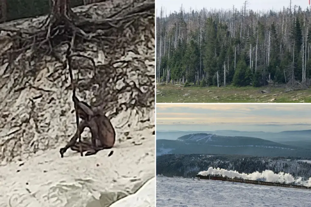 Natuurlijke ‘Wolfman’ gespot door wandelaars in de Harz: een mysterie middenin Duitsland