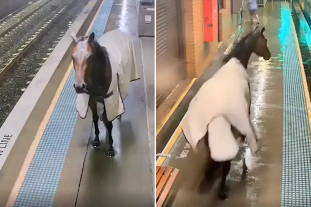 Paard zorgt voor opschudding op het treinstation in Sydney — en iedereen keek verbaasd toe