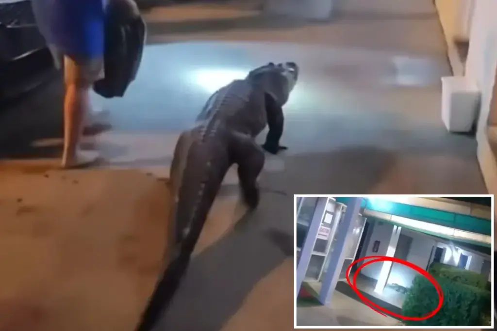 Loslopende 2-meter alligator duikt op bij motel in Virginia en jaagt politie de stuipen op het lijf