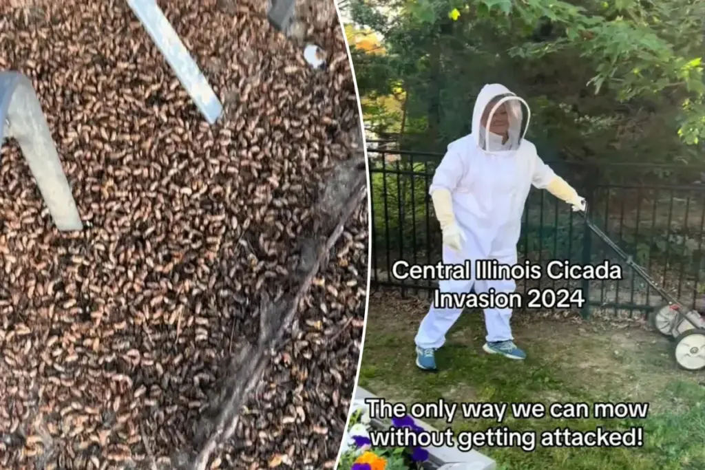 Cicadenoverlast 2024 zorgt voor virale paniek en bizarre beelden uit VS