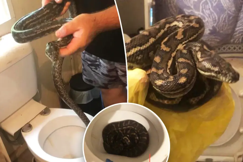 Python duikt twee keer in één week op in toilet van man uit Queensland