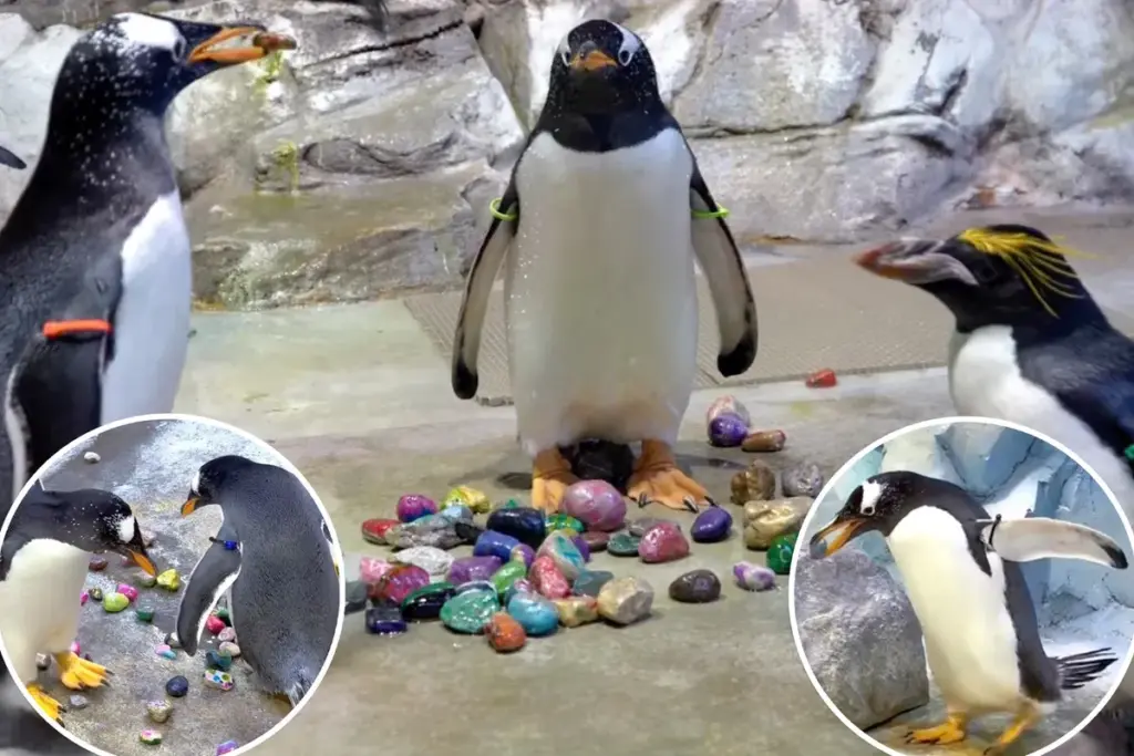 Pinguïns in Detroit Zoo verrassen hun partners met kleurrijke steentjes